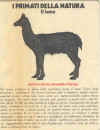 lama.JPG (61719 byte)
