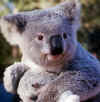 Copia di koala_baby_pic.jpg (17812 byte)
