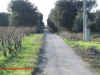 viale_limite_riserva_leucci.JPG (221352 byte)